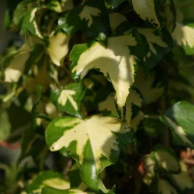 HEDERA GOLDHEART